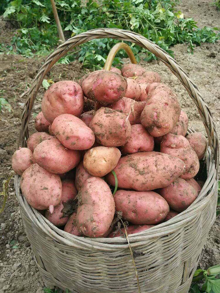 恩施富硒产品市场分析（恩施富硒产品是传销吗）-硒宝网