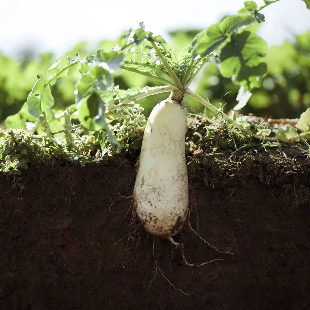 富硒产品有什么危害吗(危害富硒产品有那些)-硒宝网