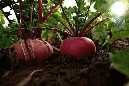 富硒产品有什么危害吗(危害富硒产品有那些)-硒宝网