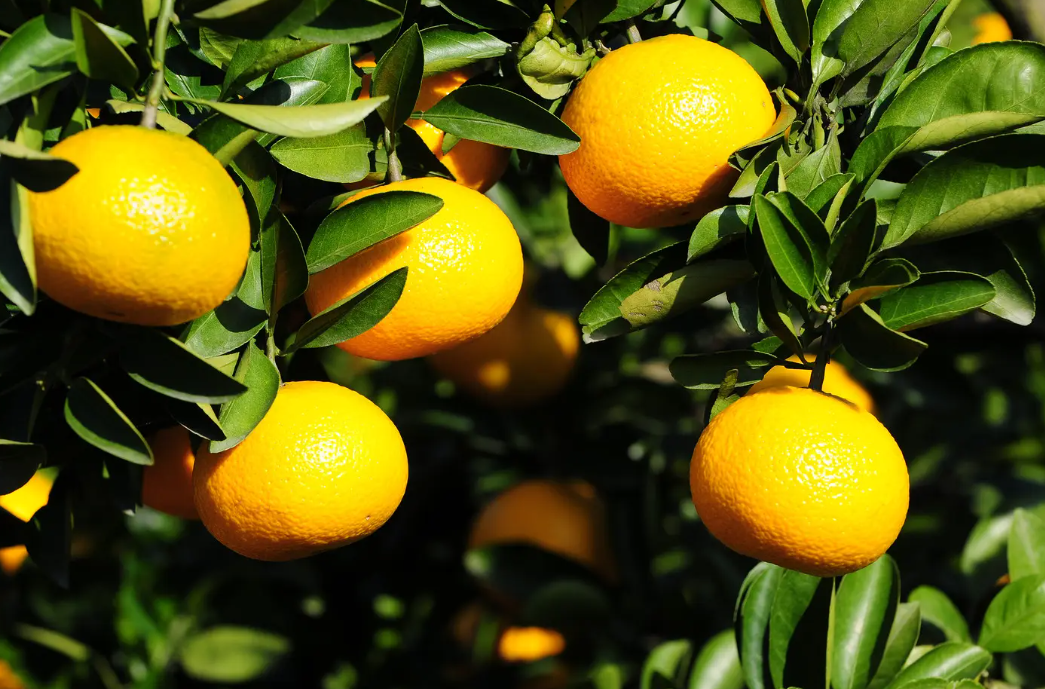 富硒农产品 国家认证（富硒农产品认证机构）-硒宝网