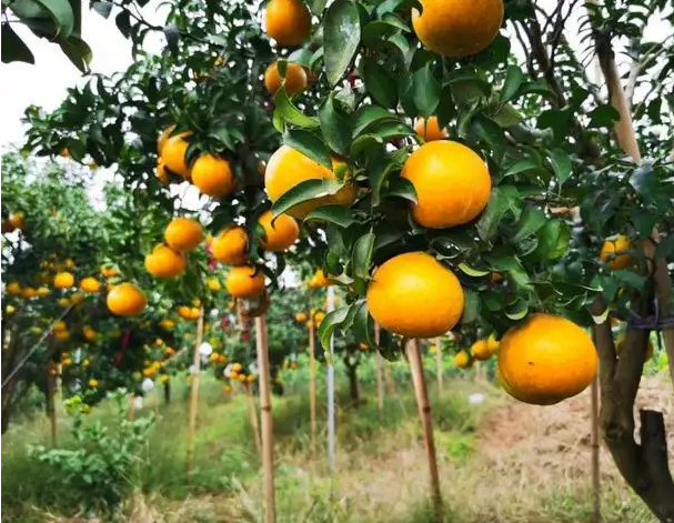 富硒农产品 国家认证（富硒农产品认证机构）-硒宝网