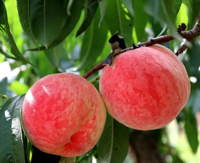 富硒农产品 国家认证（富硒农产品认证机构）-硒宝网