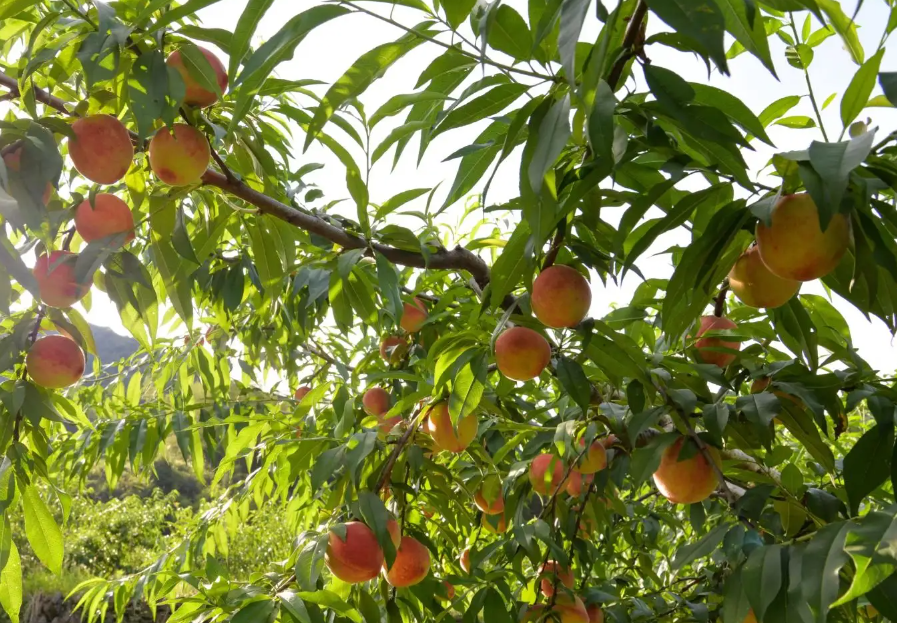 富硒农产品 国家认证（富硒农产品认证机构）-硒宝网