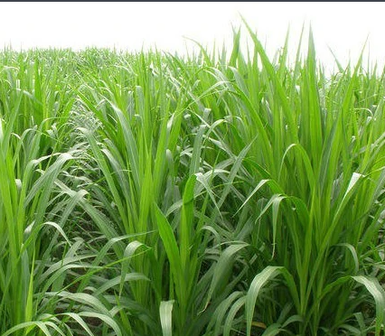 富硒农产品 国家认证（富硒农产品认证机构）-硒宝网