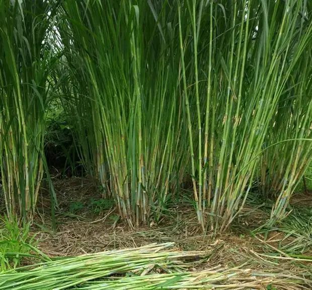 富硒农产品 国家认证（富硒农产品认证机构）-硒宝网