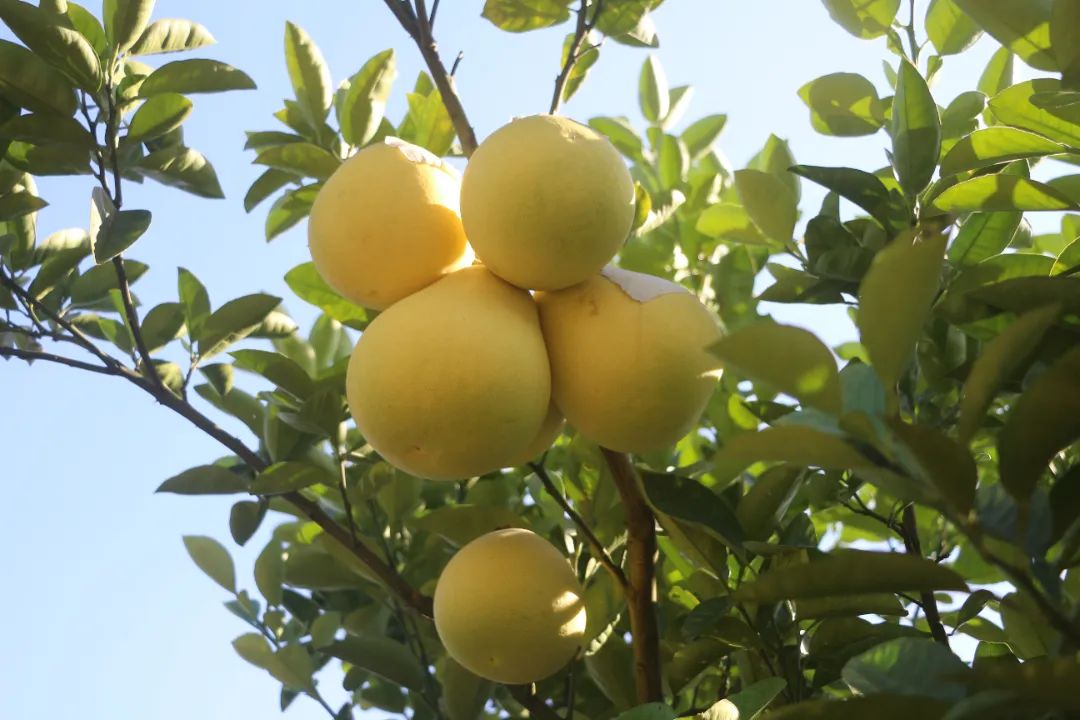 富硒农产品 国家认证（富硒农产品认证机构）-硒宝网