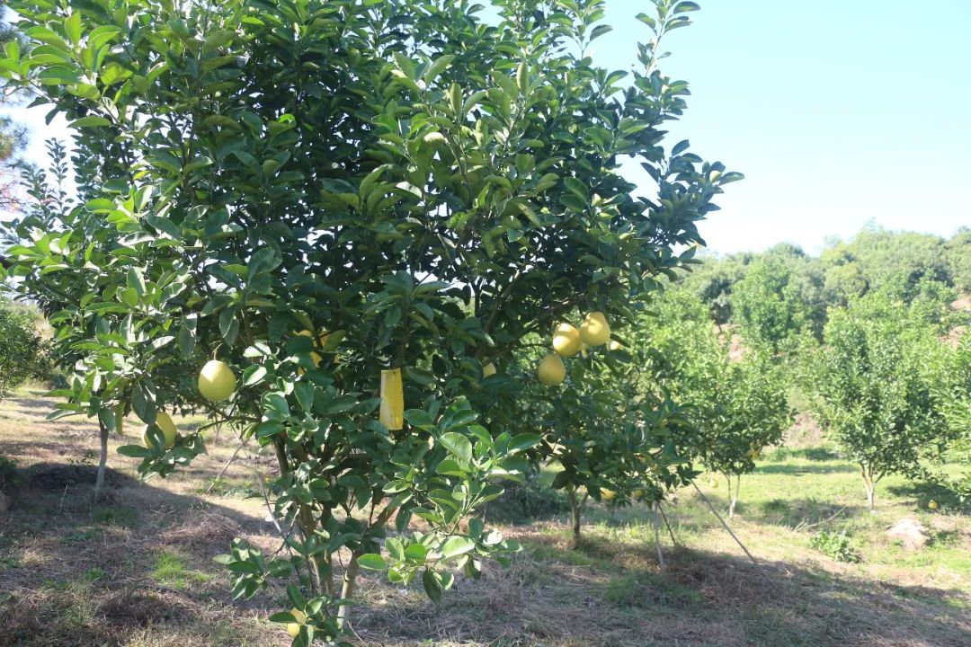 富硒农产品 国家认证（富硒农产品认证机构）-硒宝网