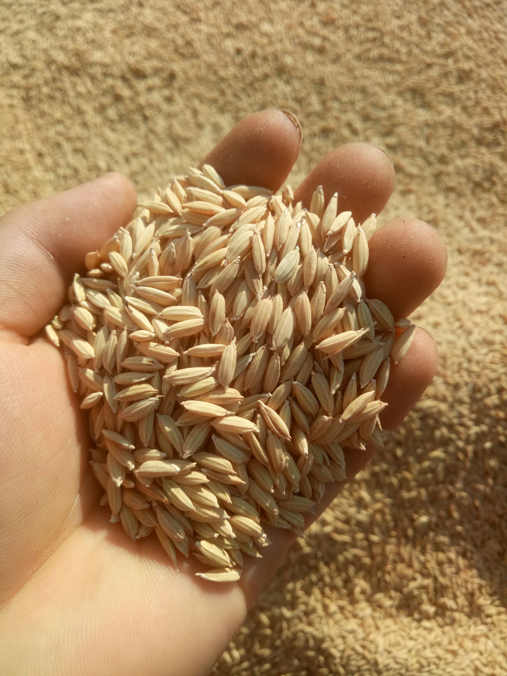 富硒产品对接市场调研(富硒产品的调查和分析)-硒宝网