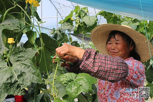 于都县农产品富硒产品（于都富硒蔬菜产业园）-硒宝网