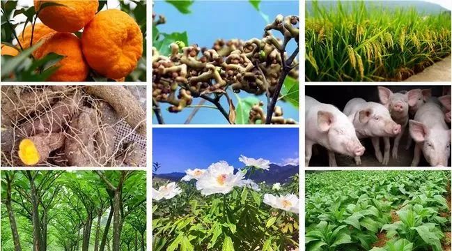 富硒黄花菜的产品定位（黄花菜的优势）-硒宝网