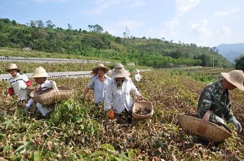 富硒黄花菜的产品定位（黄花菜的优势）-硒宝网