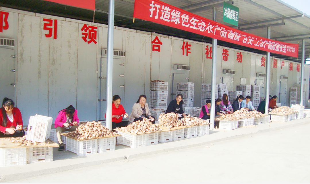 富硒黄花菜的产品定位（黄花菜的优势）-硒宝网