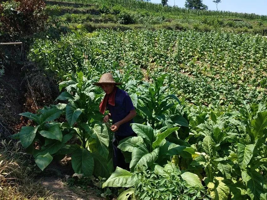 富硒黄花菜的产品定位（黄花菜的优势）-硒宝网