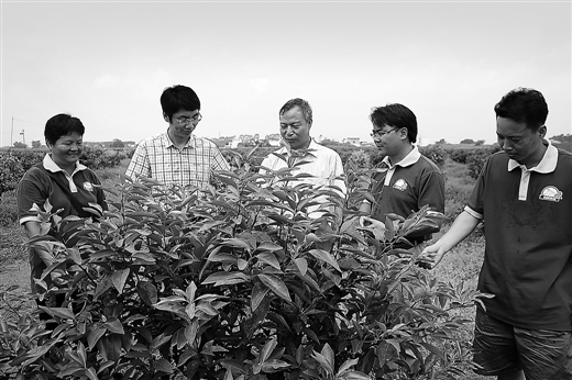 广西港南区富硒农产品(广西富硒农业)-硒宝网