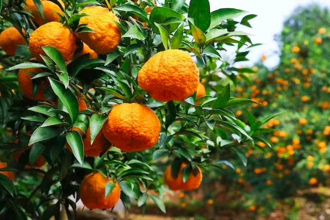 安康市富硒产品都有啥（安康市富硒产品有哪些品种）-硒宝网