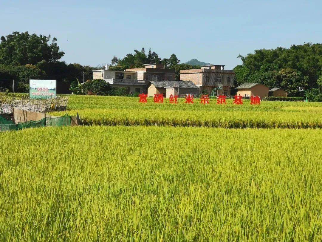 广西贵港市富硒农产品（贵港市富硒农产品展示中心）-硒宝网