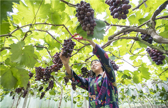 富硒农产品基地有哪些（农基地富硒产品有哪些品牌）-硒宝网