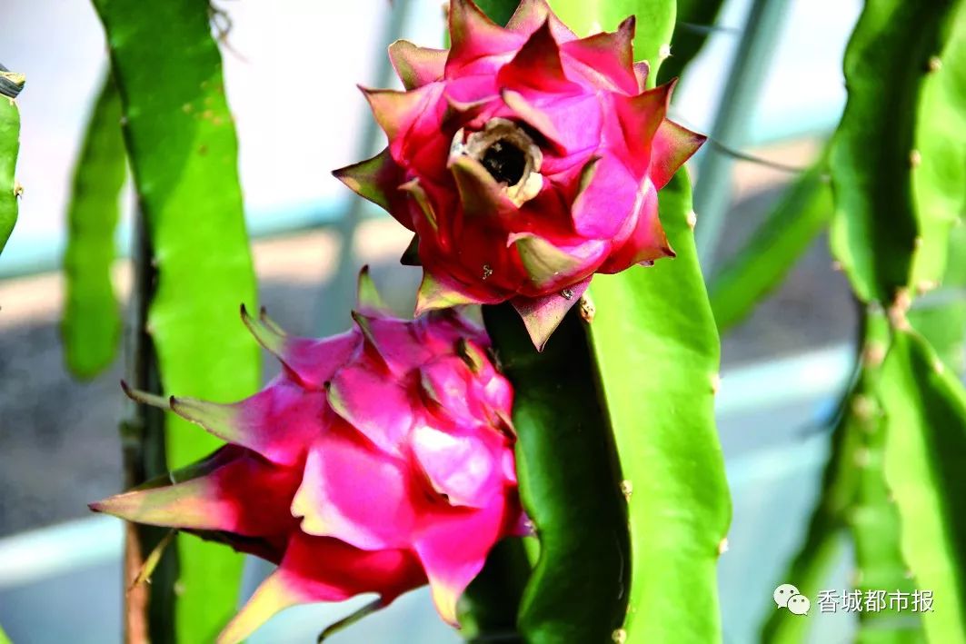 化验富硒农产品的单位（富硒检测报告）-硒宝网