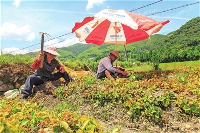 英山富硒产品怎么样呀（富硒厂家）-硒宝网