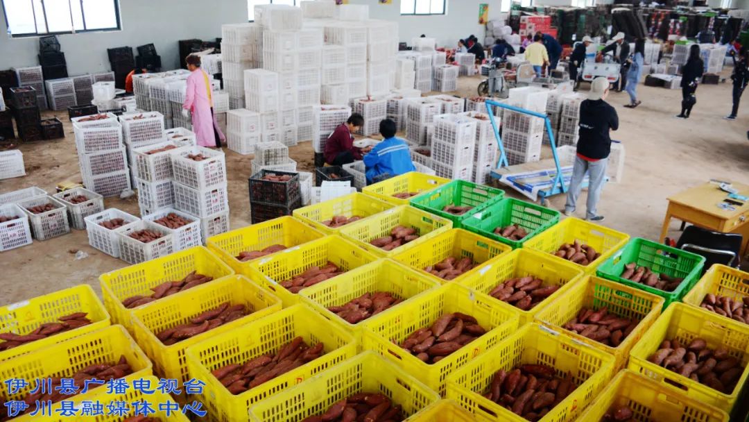 伊川富硒农产品有哪些(富硒农业)-硒宝网