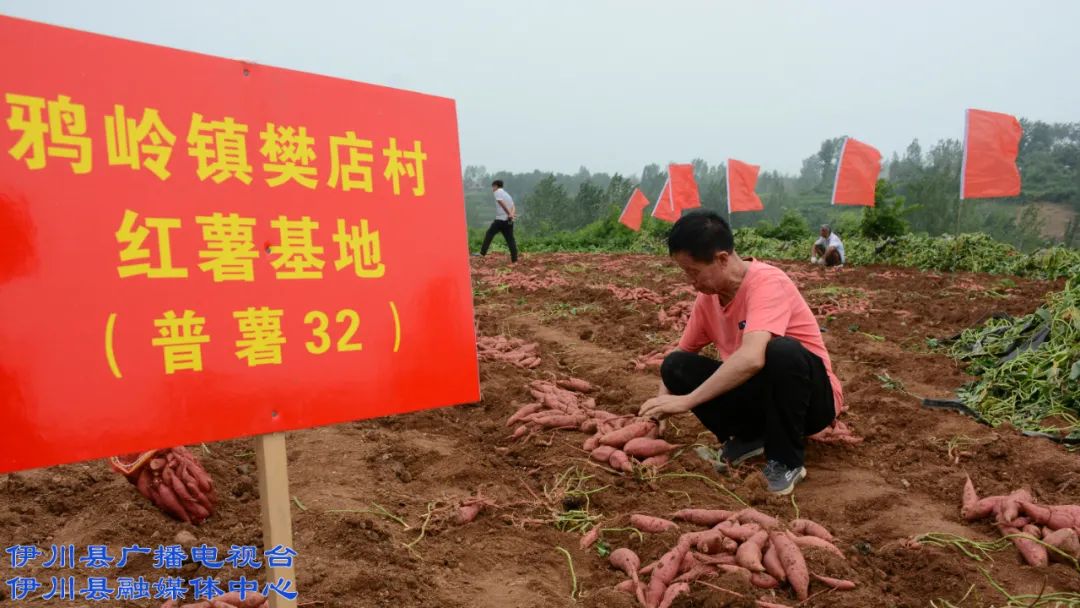 伊川富硒农产品有哪些(富硒农业)-硒宝网