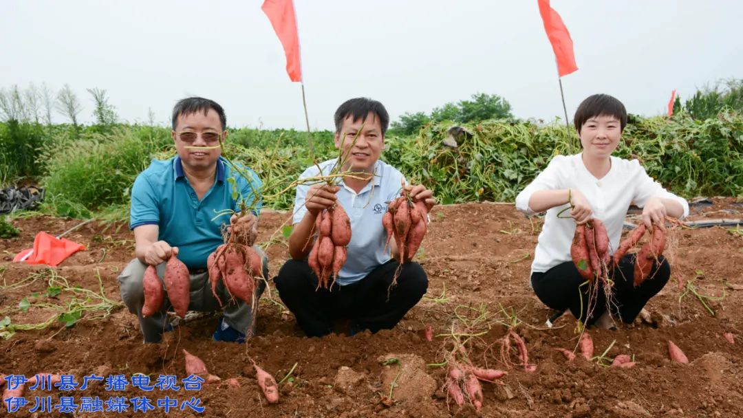 伊川富硒农产品有哪些(富硒农业)-硒宝网