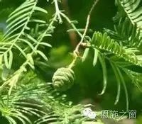 恩施市新塘乡富硒产品(恩施新塘硒介绍)-硒宝网