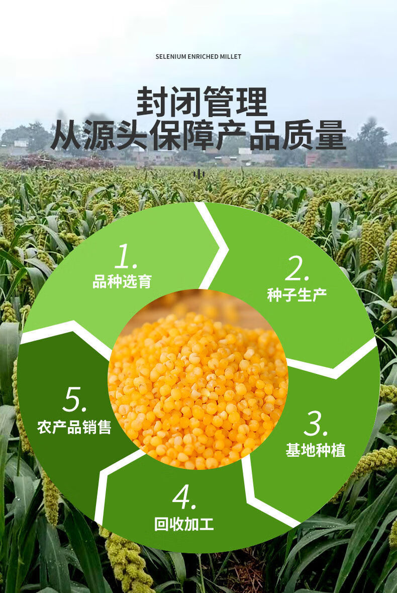 富硒小米分哪几种产品（富硒小米与普通小米区别）-硒宝网