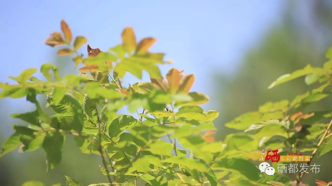 恩施市新塘乡富硒产品(恩施富硒村在哪里)-硒宝网