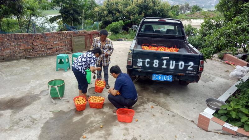 江津富硒农产品滞销吗(江津富硒产业大会2019)-硒宝网