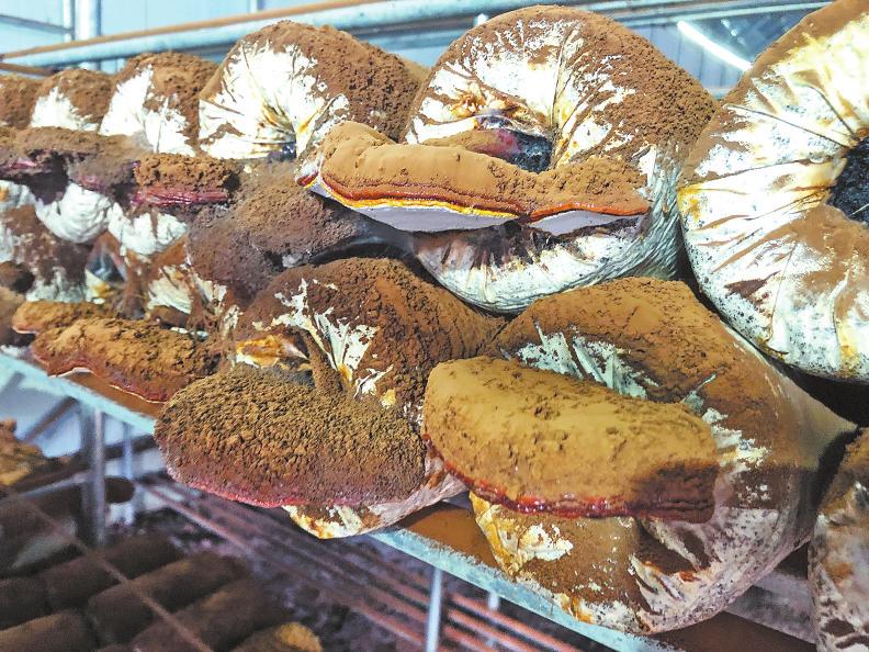 富硒食用菌产品里面加（食用菌里面加富硒产品是什么）-硒宝网