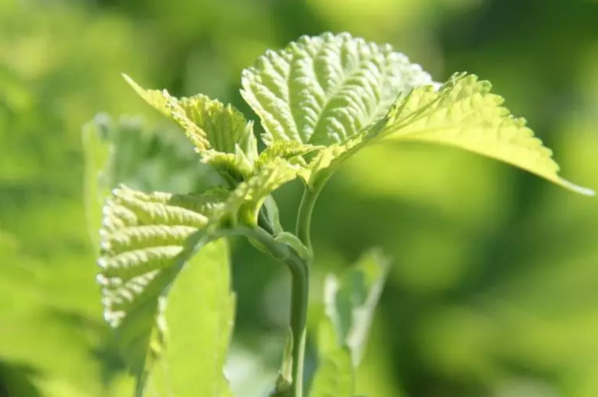 广西富硒农产品桑叶茶(农桑茶的作用)-硒宝网