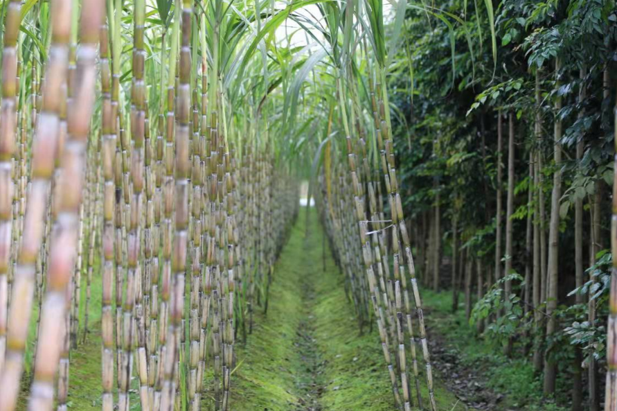 富硒产品收益怎么样?。ǜ晃返暮么Γ?硒宝网