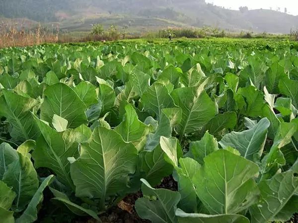 什么蔬菜补锌(蔬菜补锌用什么叶面肥)-硒宝网