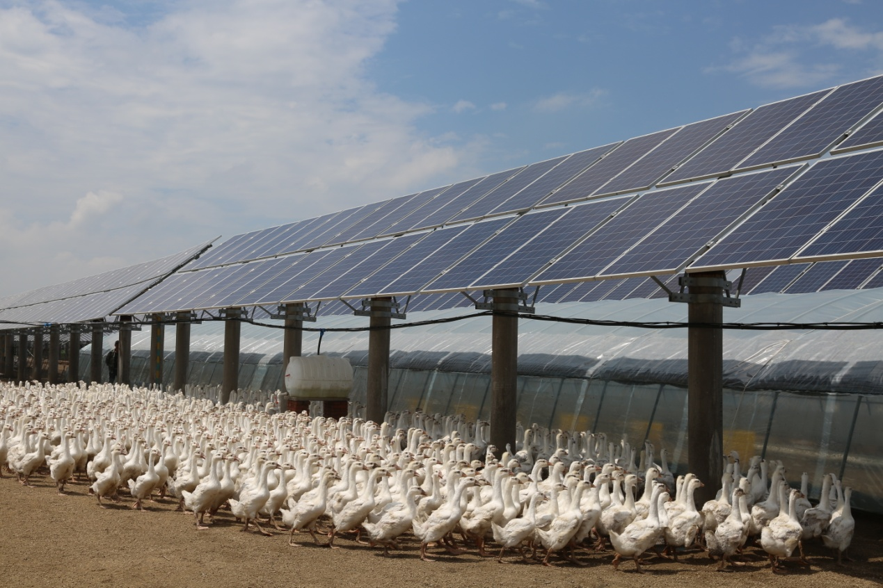 富硒宝是第几代产品啊（富硒代餐粉咋卖）-硒宝网