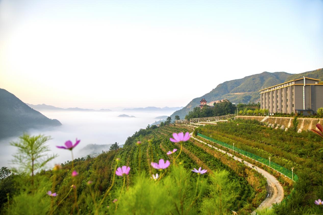 白河县富硒茶产品介绍（白河茶园）-硒宝网