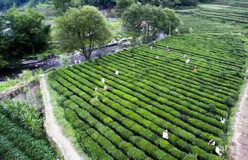 白河县富硒茶产品介绍（白河茶园）-硒宝网