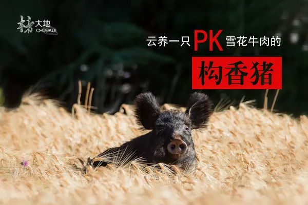 杂交构树是富硒产品吗（何为富硒产品）-硒宝网