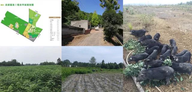 杂交构树是富硒产品吗（何为富硒产品）-硒宝网