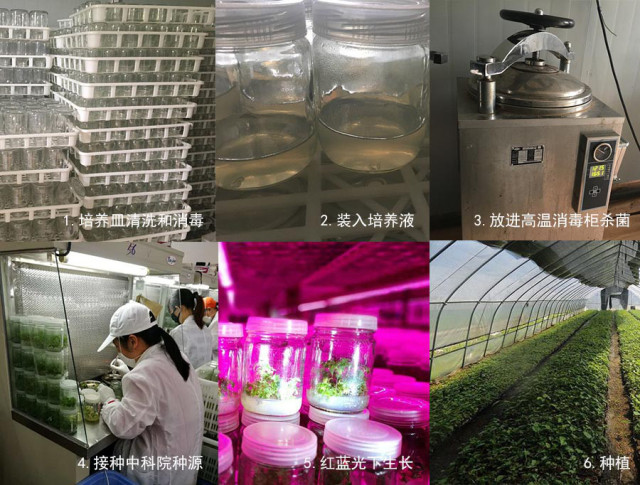 杂交构树是富硒产品吗（何为富硒产品）-硒宝网