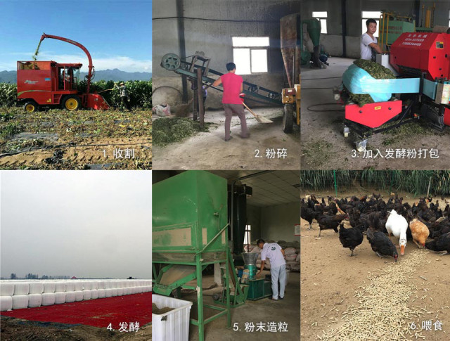 杂交构树是富硒产品吗（何为富硒产品）-硒宝网