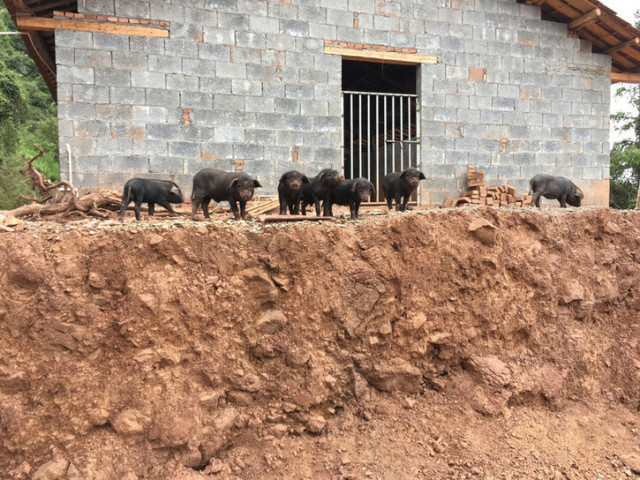 杂交构树是富硒产品吗（何为富硒产品）-硒宝网