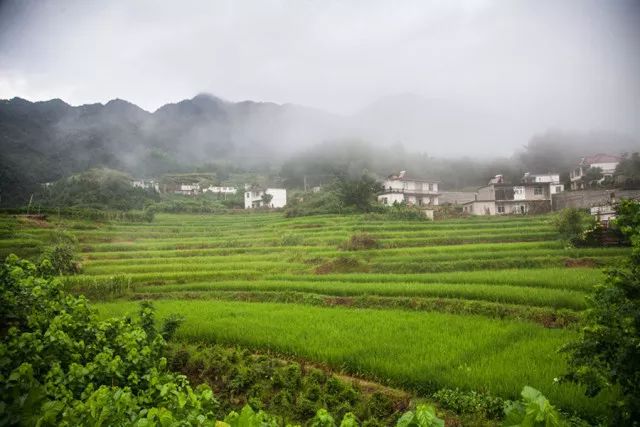 杂交构树是富硒产品吗（何为富硒产品）-硒宝网