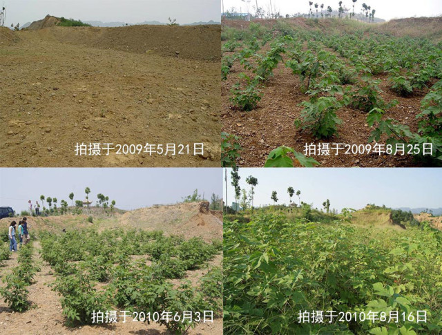 杂交构树是富硒产品吗（何为富硒产品）-硒宝网