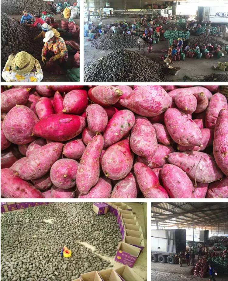 怎样种植富硒农产品呢(富硒农产品是怎么种出来的)-硒宝网