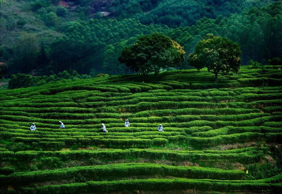 贵港新塘镇富硒农产品(贵港市富硒农产品)-硒宝网