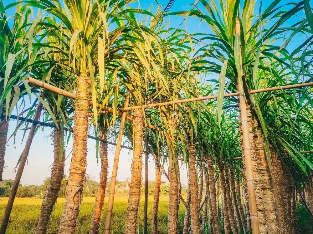 贵港新塘镇富硒农产品(贵港市富硒农产品)-硒宝网