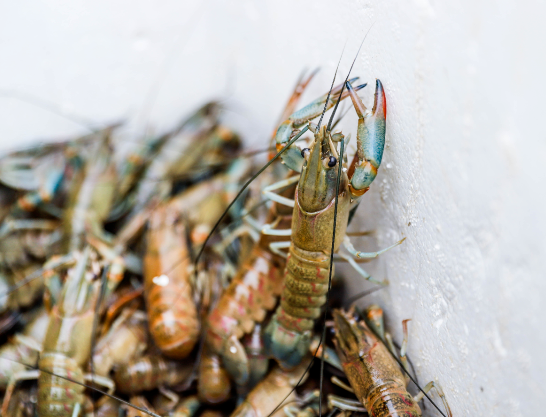 贵港新塘镇富硒农产品(贵港市富硒农产品)-硒宝网