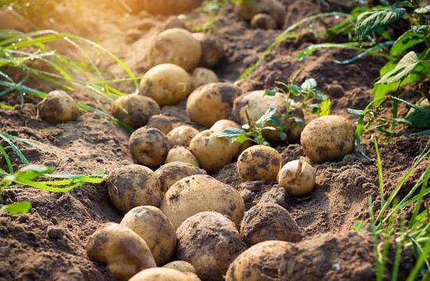 富硒恩施农产品有哪些(湖北恩施富硒农产品)-硒宝网