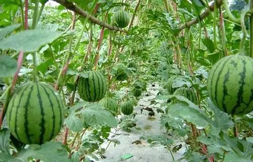 富硒恩施农产品有哪些（恩施富硒食品都有哪些）-硒宝网